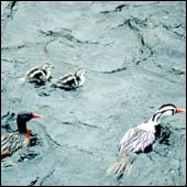 El humedal de Batuco