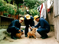 Vacunacion de mascotas