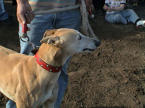 Click en la im&aacute;gen para ir al Indice de la secci&oacute;n