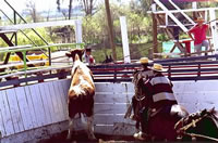 No todos gustan de jugar al rodeo. El vacuno se habr�a ido feliz a la fonda. (38,381 bytes)