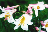 lilium