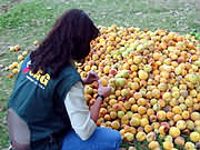 El sag ha inspeccionado una gran cantidad de fruta para descartar la presencia de la mosca mediterr�nea.