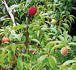 �rbol encantado da 5 frutos