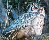 El proyecto contribuy� a incrementar los anidamientos de la lechuza y el b�ho.