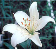 lilium
