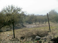 Costado norte camino a fundo Chicureo por donde el agua corri� libremente. (48,477 bytes)