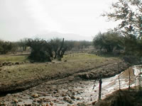 Llegada del camino a La Dehesa al camino al fundo Chicureo. (50,050 bytes)