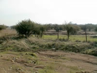 Llegada del camino a La Dehesa al camino al fundo Chicureo. (36,997 bytes)