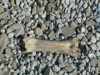 inauguracion_la_puerta_039.jpg (49kb)